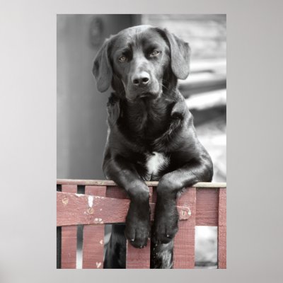 Black Lab at the Brown Gate Poster Print by Artworks