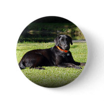 Black Lab Pinback Buttons