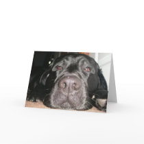 Black Lab Card