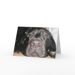 Black Lab cards