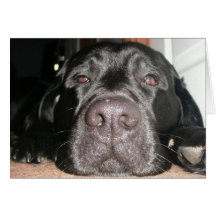 Black Lab Card