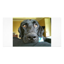 Black Lab Close Up