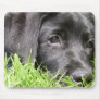 Black Lab Daydreamer Mouse Pads