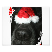 Black lab dog nose with santa hat photograph