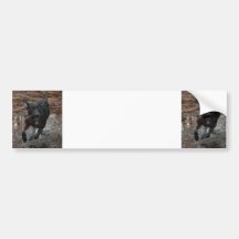 Black Lab Dog with Pinecone running Bumper Stickers