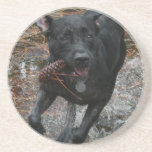 Black Lab Dog with Pinecone running Coasters