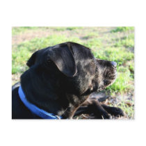 Black Lab Head Turned Away Picture