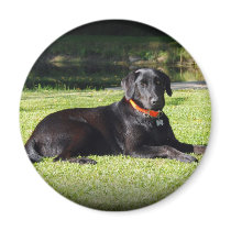 Black Lab Refrigerator Magnets