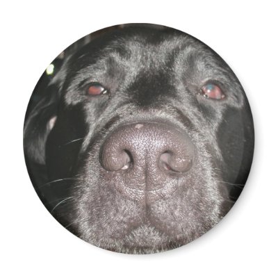 Black Lab Magnet by wildmog