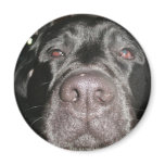 Black Lab magnets