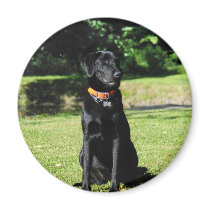 Black Lab Magnets