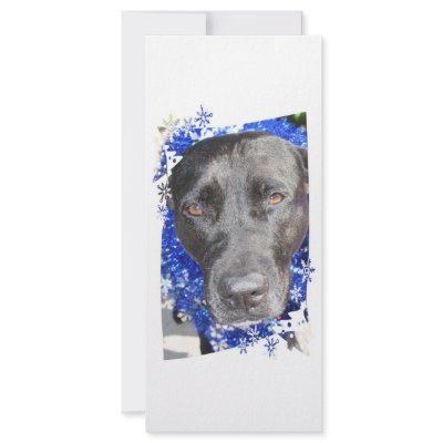 Black lab mix head with blue tinsel rack card template by SusansZooCrew