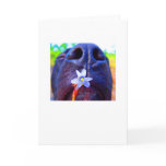 Black lab mix nose, small purple flower picture greeting cards