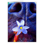 Black lab mix nose, small purple flower picture cards