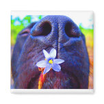 Black lab mix nose, small purple flower picture magnet