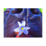 Black lab mix nose, small purple flower picture postcards