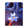 Black lab mix nose, small purple flower picture post cards