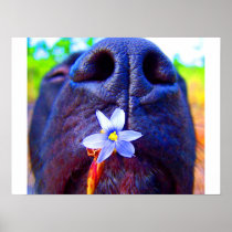 Black lab mix nose, small purple flower picture posters