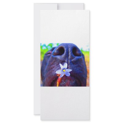 Black lab mix nose, small purple flower picture rack card by SusansZooCrew