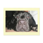 Black Lab Postcards