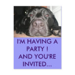 Black Lab Postcard
