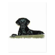 Black Lab Postcard