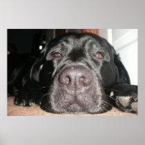 Black Lab Posters