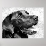 Black Lab Print