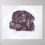 Black Lab Print