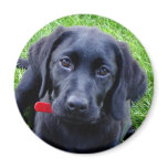 Black Lab puppy magnet