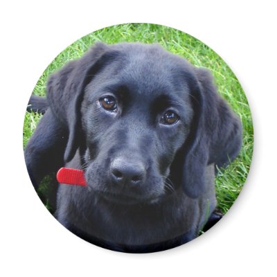 Black Lab puppy magnet by Lesleysloft
