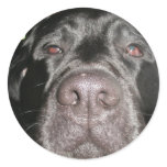 Black Lab Stickers