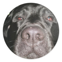 Black Lab Stickers