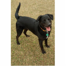 Black Lab Therapy Dog Photo Sculpture