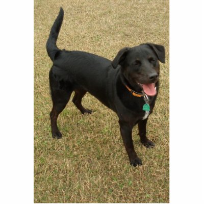 Black Lab Therapy Dog by shielarb