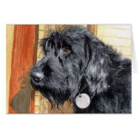 Black Labradoodle #1 Greeting Cards