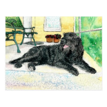 Black Labradoodle Postcards