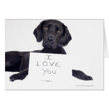 Black Labrador 13 Months Cards