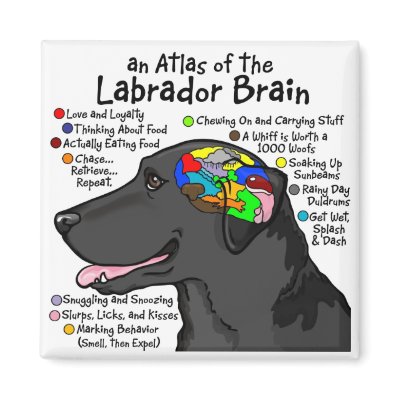 Black Labrador Brain Atlas Refrigerator Magnets by terrypond