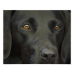 Black Labrador Dog Art Photo