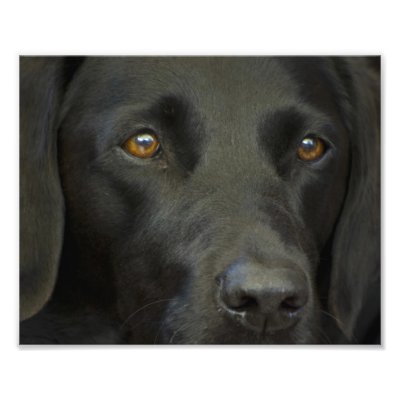 Black Labrador Dog Art Photo by PhotographyByPixie