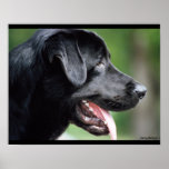 Black Labrador Dog