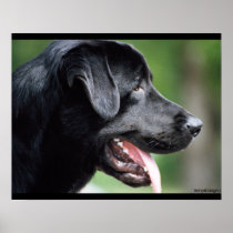 Black Labrador Dog
