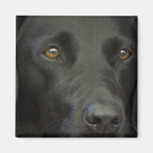 Black Labrador Dog Refrigerator Magnet