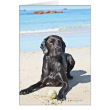 Black Labrador Dog sitting on the Beach Greeting Card