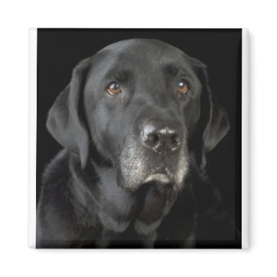 Black Labrador Fridge Magnet by cooltshirtsandgifts