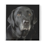 Black Labrador magnets