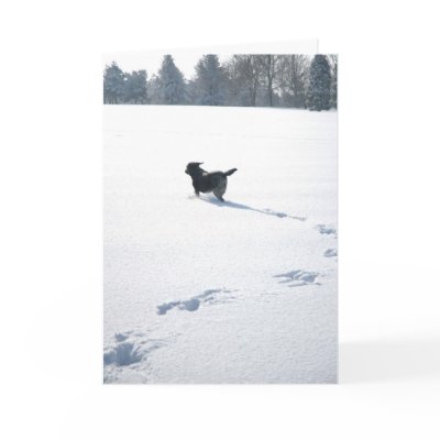 Black Labrador plays in the snow Cards by louisemay