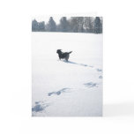 Black Labrador plays in the snow cards