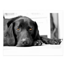 Black Labrador Postcards